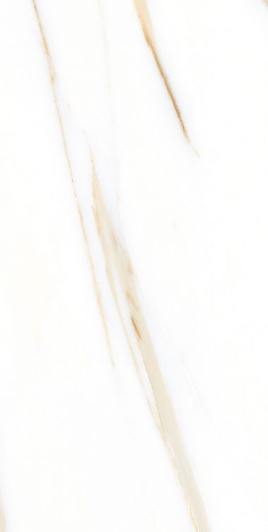 AGL Calacatta Gold Matte 12 x 24