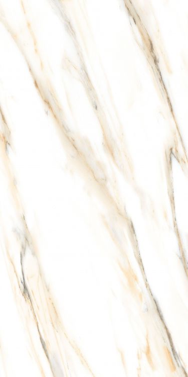 AGL Calacatta Gold Matte 24 x 48